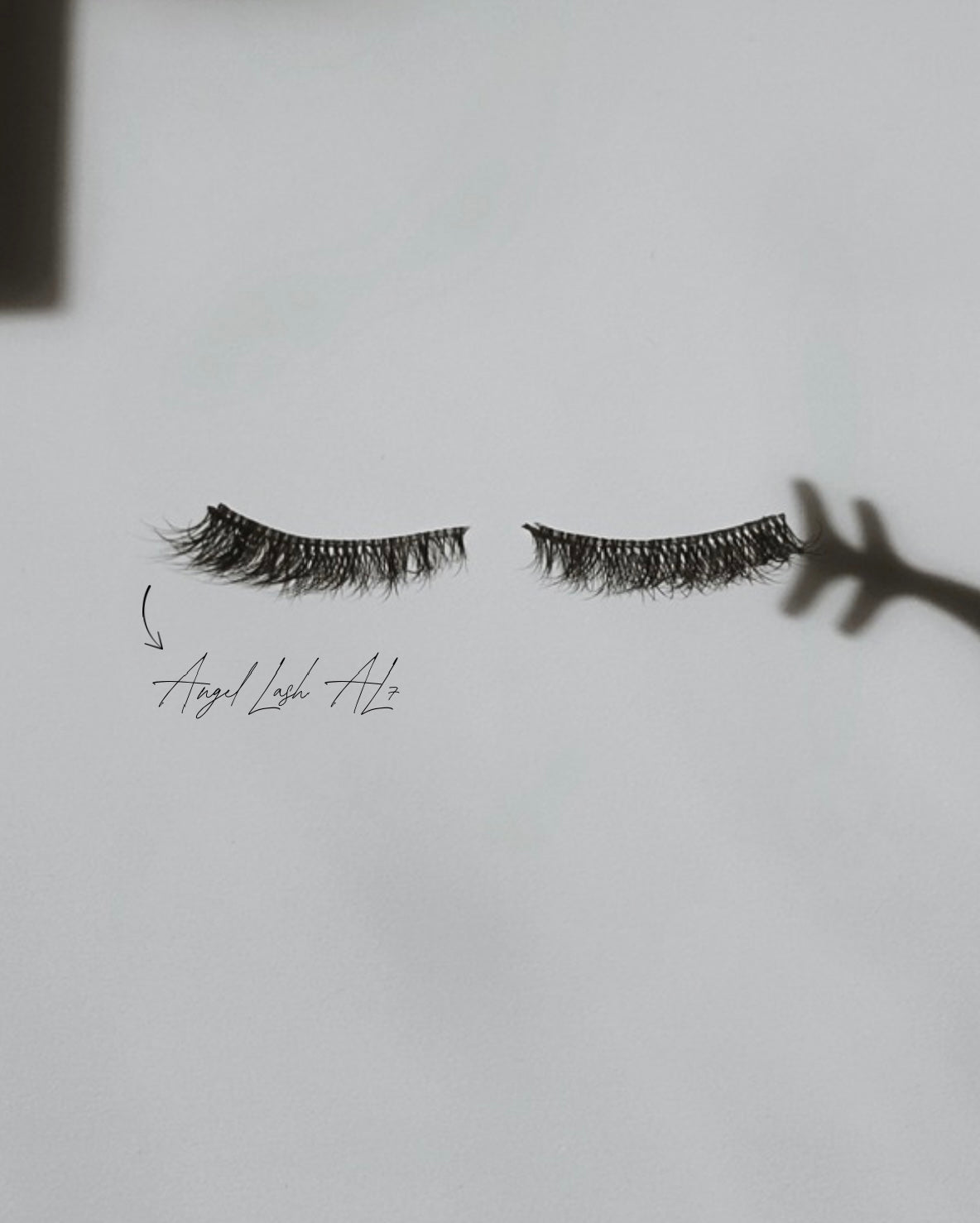 AL7 - The Manifest Collection